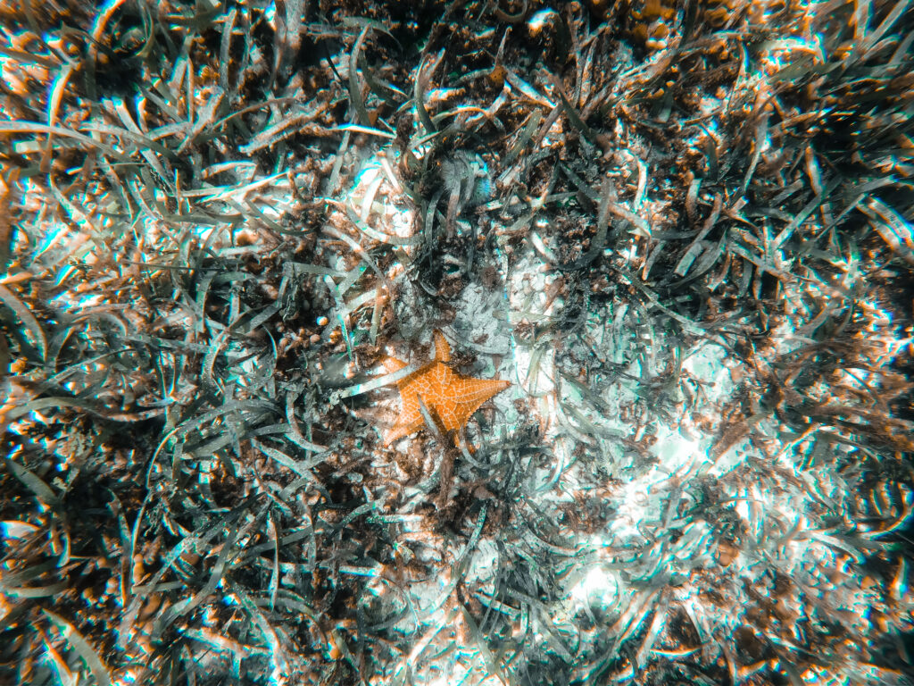 Starfish in the ocean, Isla Zapatilla, Panama
