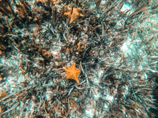 Starfish in ocean, Isla Zapatilla, Panama
