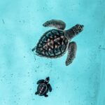 Mom and baby turtles in Mazatlan, Mexico