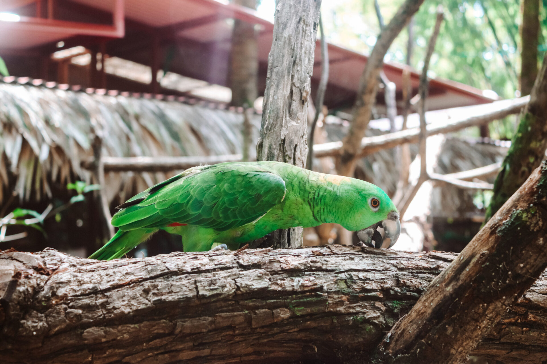 Parrot in Jaguar Rescue Center, Cahuita National Park, Playa Blanca, Costa Rica