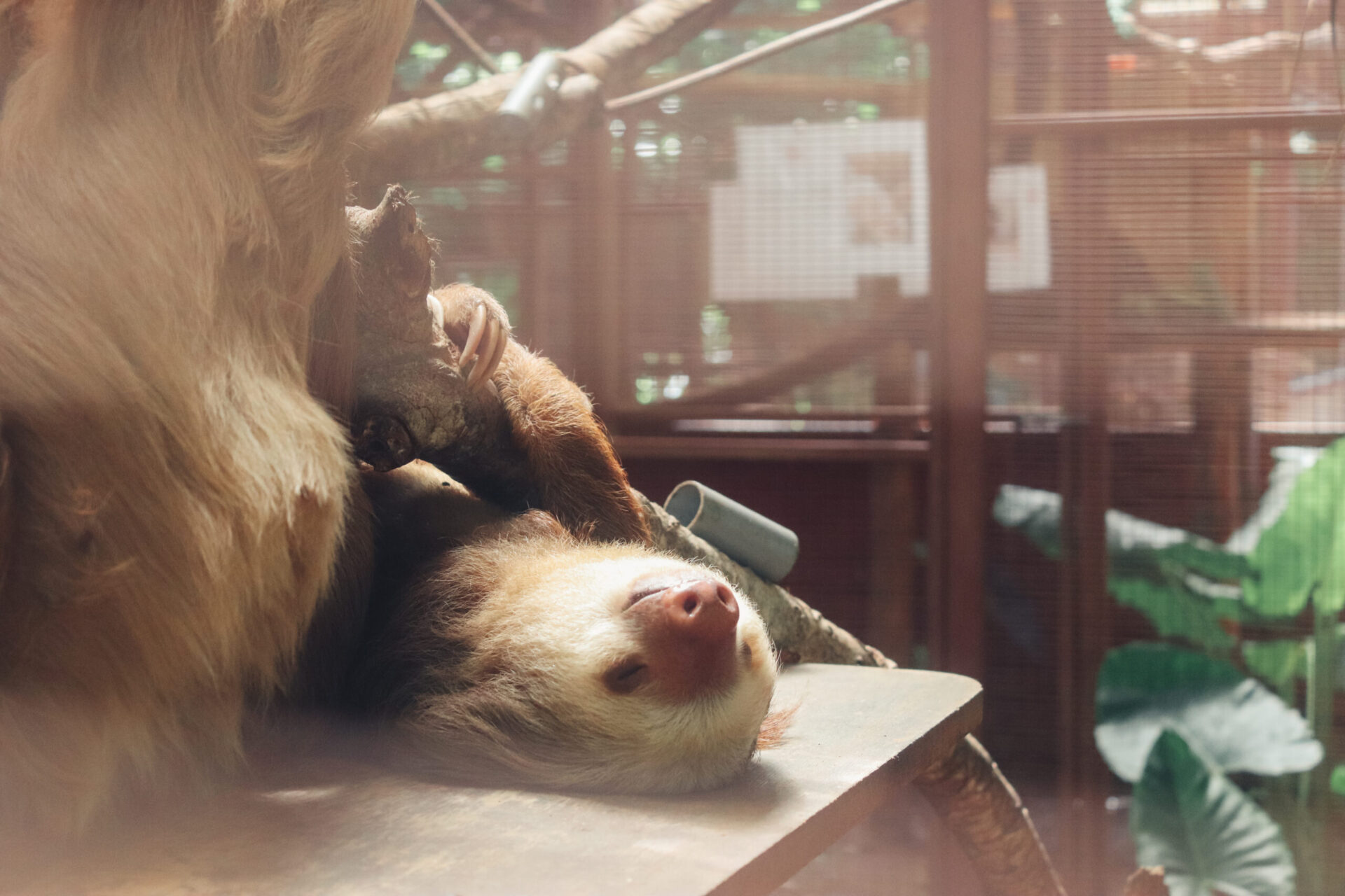 Sloths in Jaguar Rescue Center, Cahuita National Park, Playa Blanca, Costa Rica