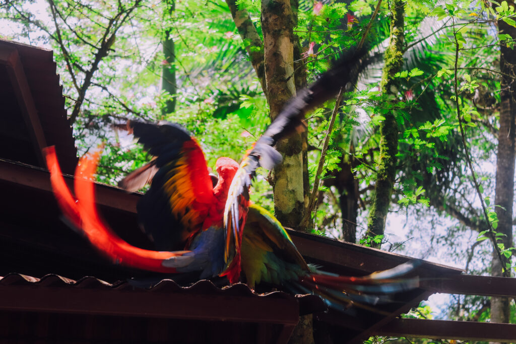 Parrots in Jaguar Rescue Center, Cahuita National Park, Playa Blanca, Costa Rica