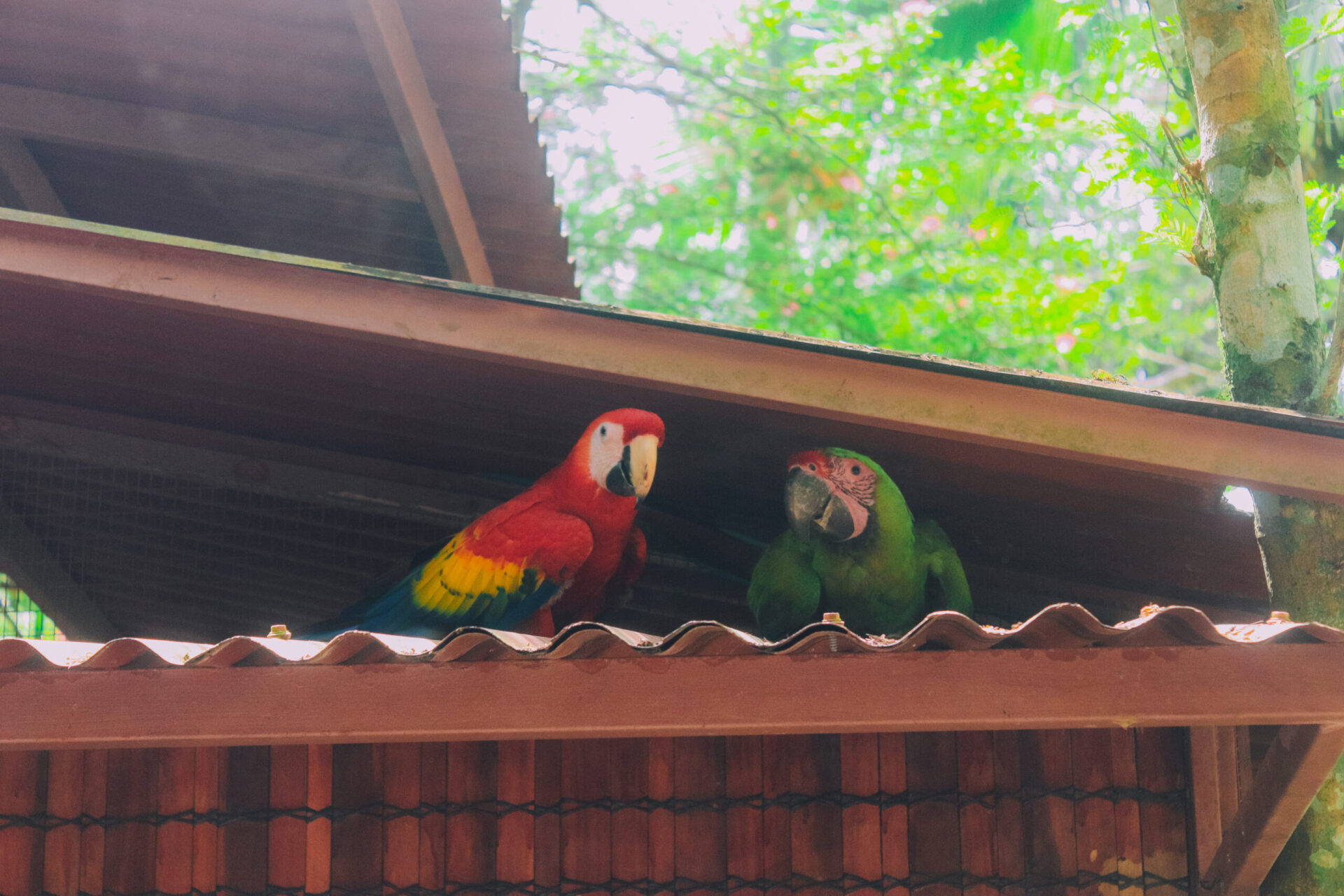 Parrots in Jaguar Rescue Center, Cahuita National Park, Playa Blanca, Costa Rica