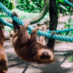 Sloths in Jaguar Rescue Center, Cahuita National Park, Playa Blanca, Costa Rica