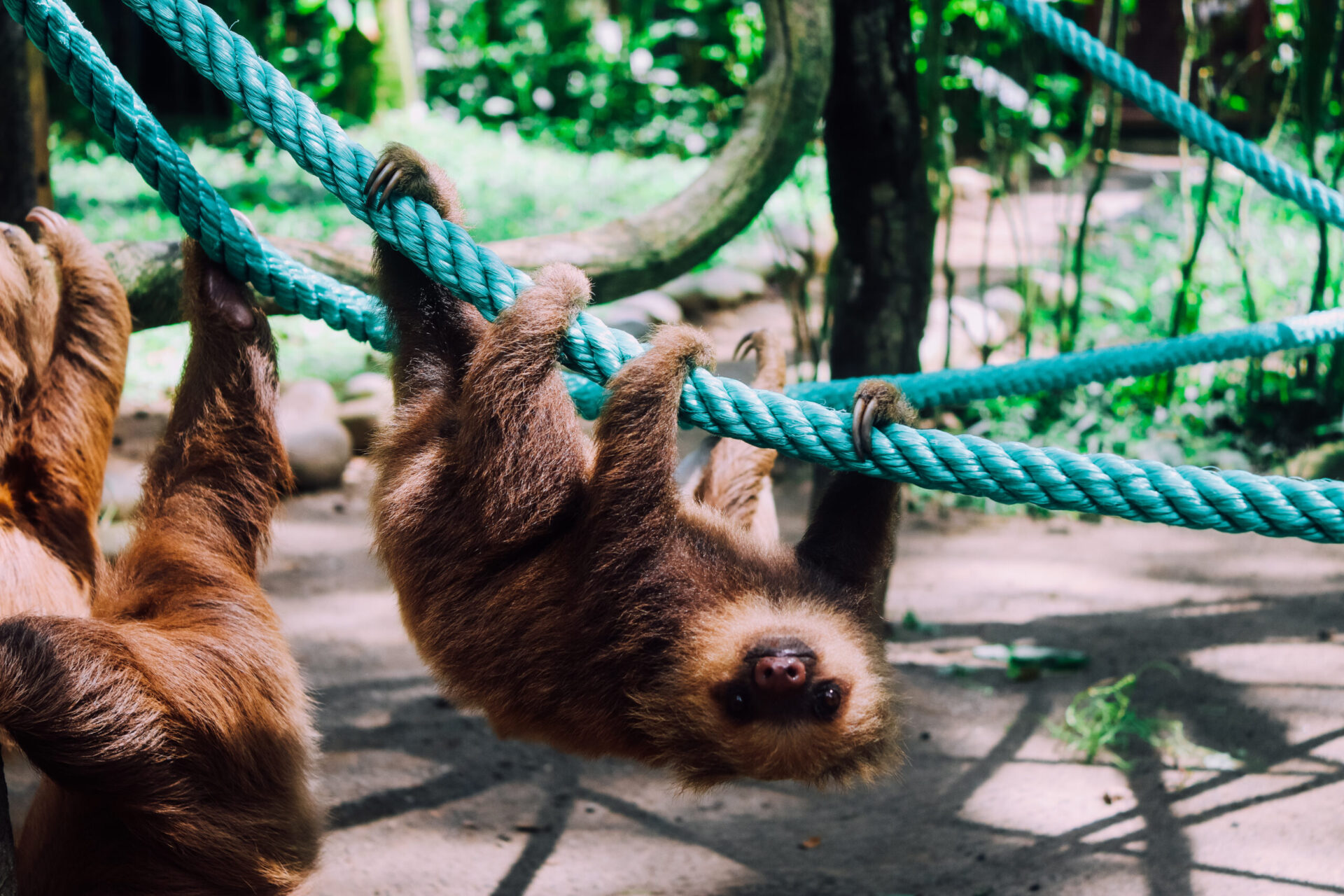 Sloths in Jaguar Rescue Center, Cahuita National Park, Playa Blanca, Costa Rica