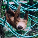 Sloths in Jaguar Rescue Center, Cahuita National Park, Playa Blanca, Costa Rica