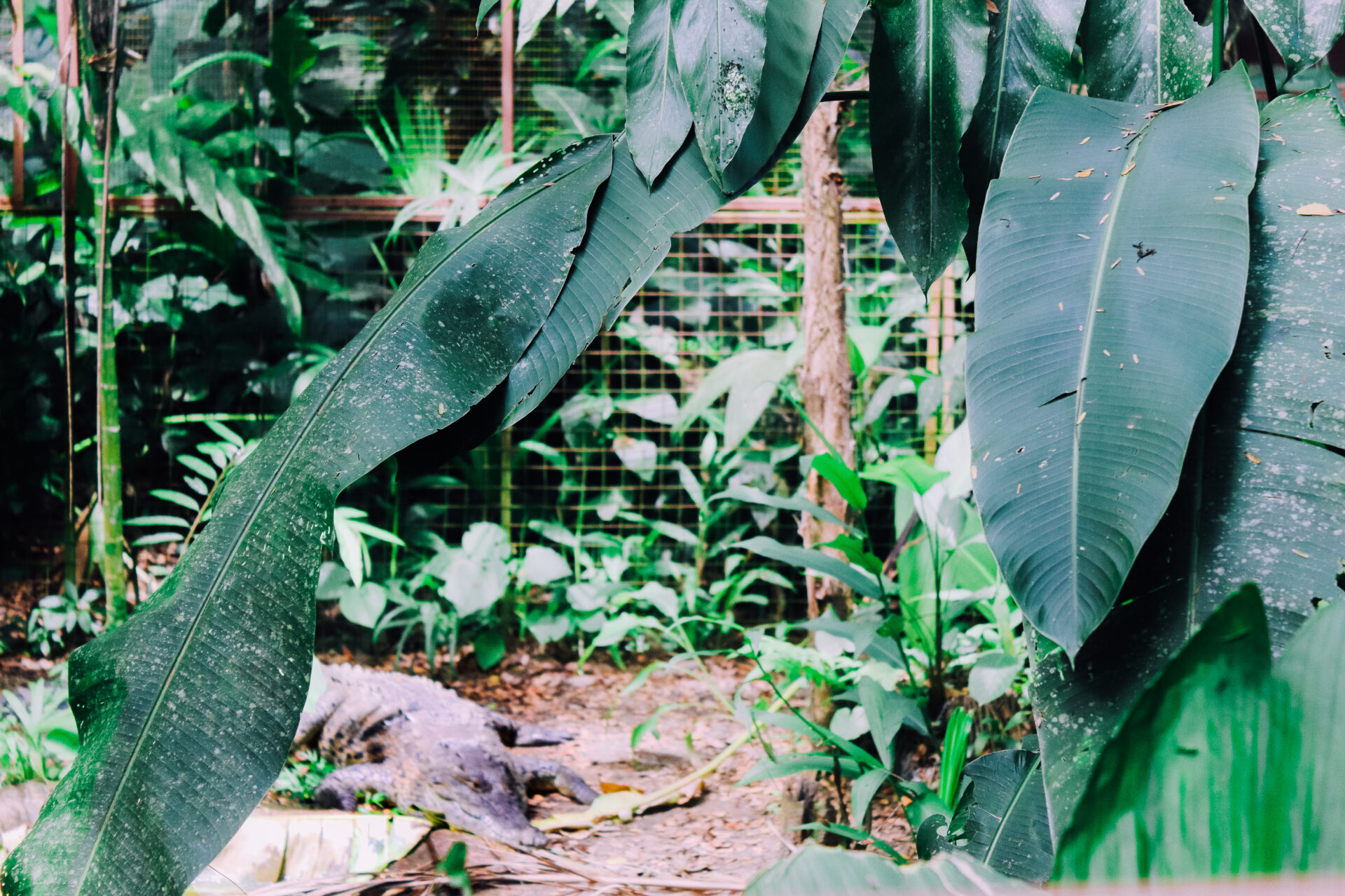 Crocodile in Jaguar Rescue Center, Cahuita National Park, Playa Blanca, Costa Rica