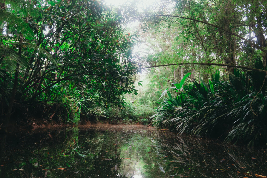 Forest lake in Punta Uva, Costa Rica