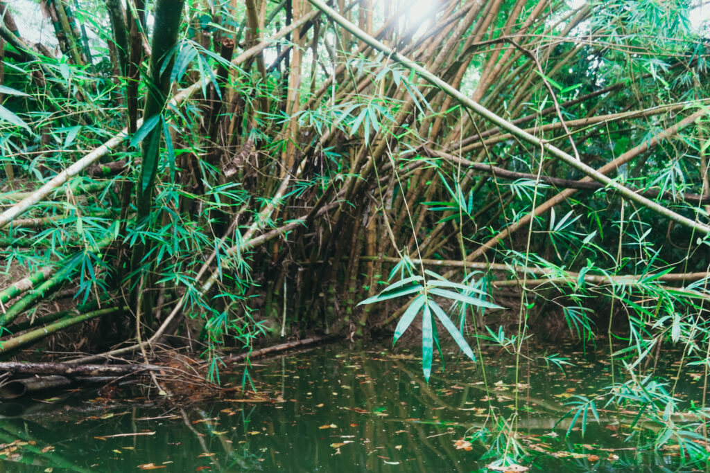 Punta Uva, Costa Rica