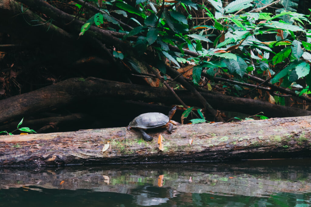 Turtle in forest lake in Punta Uva, Costa Rica