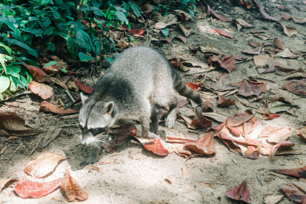 Wild raccoon in Cahuita National Park, Playa Blanca, Costa Rica
