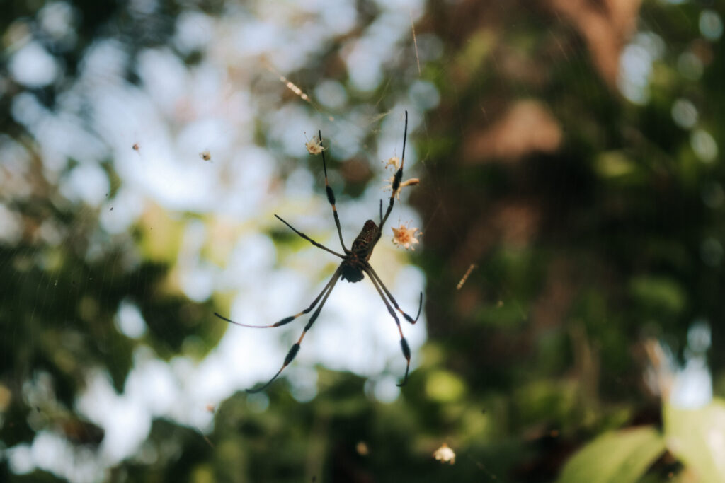 Spider in web Cahuita National Park, Playa Blanca, Costa Rica