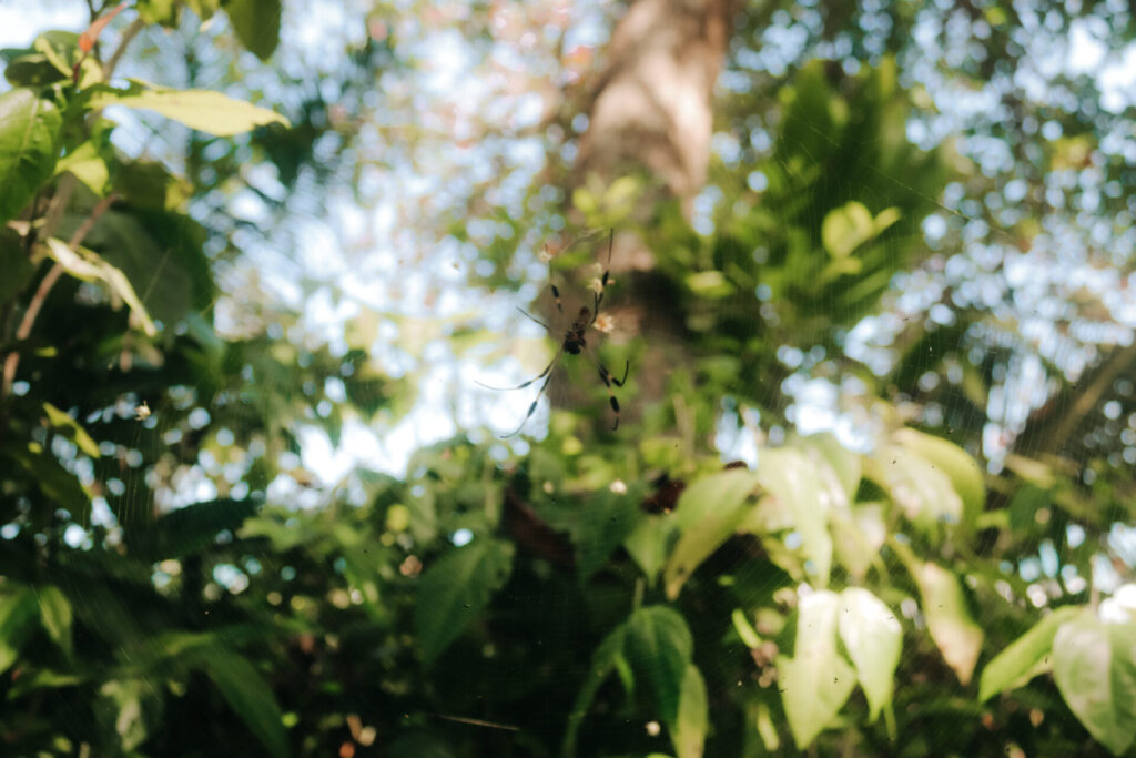 Spider in web Cahuita National Park, Playa Blanca, Costa Rica