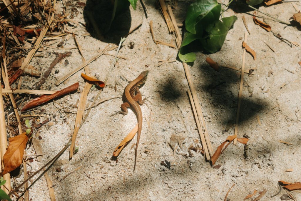 Lizard on the beach in Cahuita National Park, Playa Blanca, Costa Rica