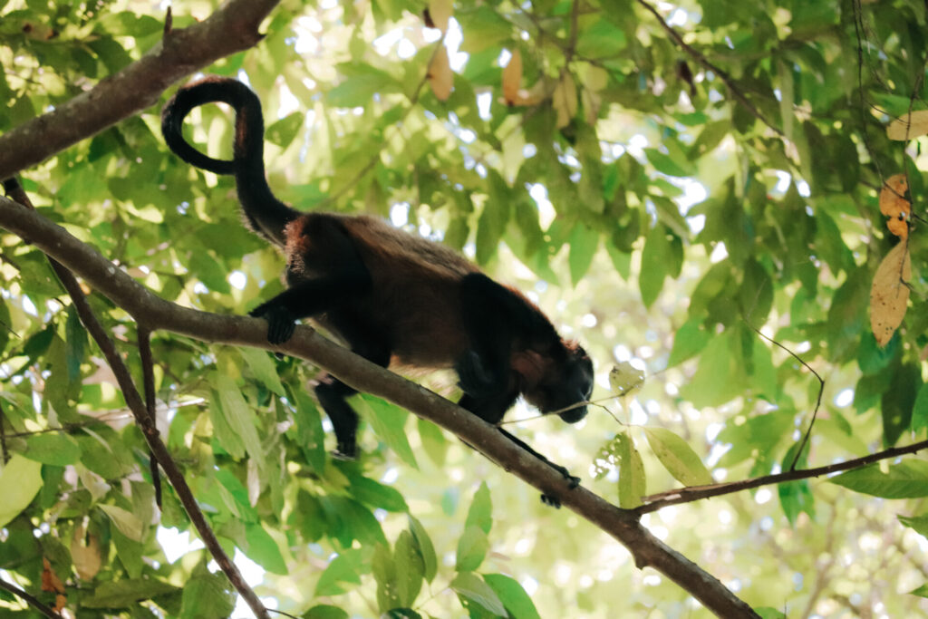 Wild monkey in Cahuita National Park, Playa Blanca, Costa Rica