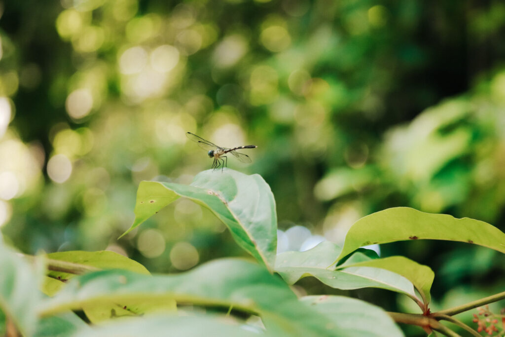 Dragonfly in Cahuita National Park, Playa Blanca, Costa Rica