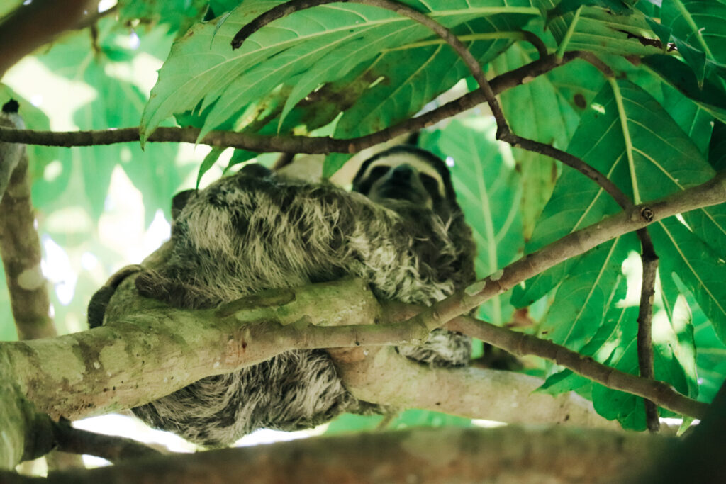 Wild sloth in Cahuita National Park, Playa Blanca, Costa Rica