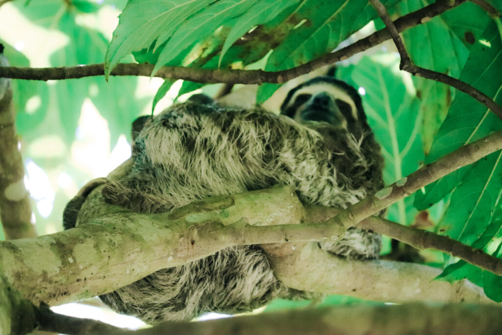 Wild sloth in Cahuita National Park, Playa Blanca, Costa Rica