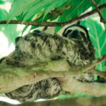 Wild sloth in Cahuita National Park, Playa Blanca, Costa Rica