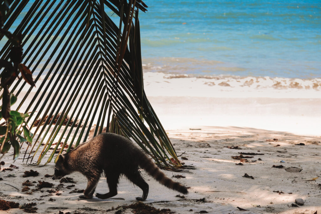 Wild raccoon on beach in Cahuita National Park, Playa Blanca, Costa Rica