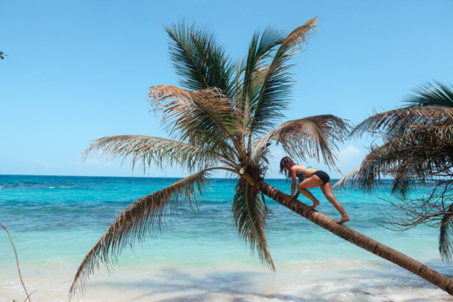 Palm tree over the ocean on Isla Zapatilla, Panama