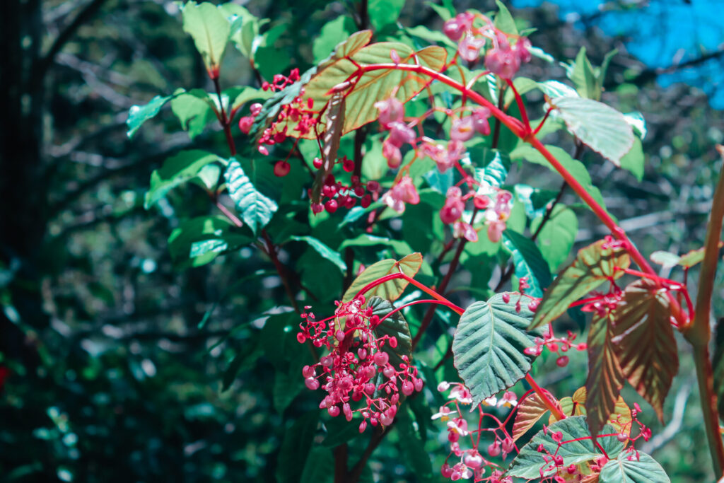 Pink flowers on the Lost Waterfalls Trail in Boquete, Panama