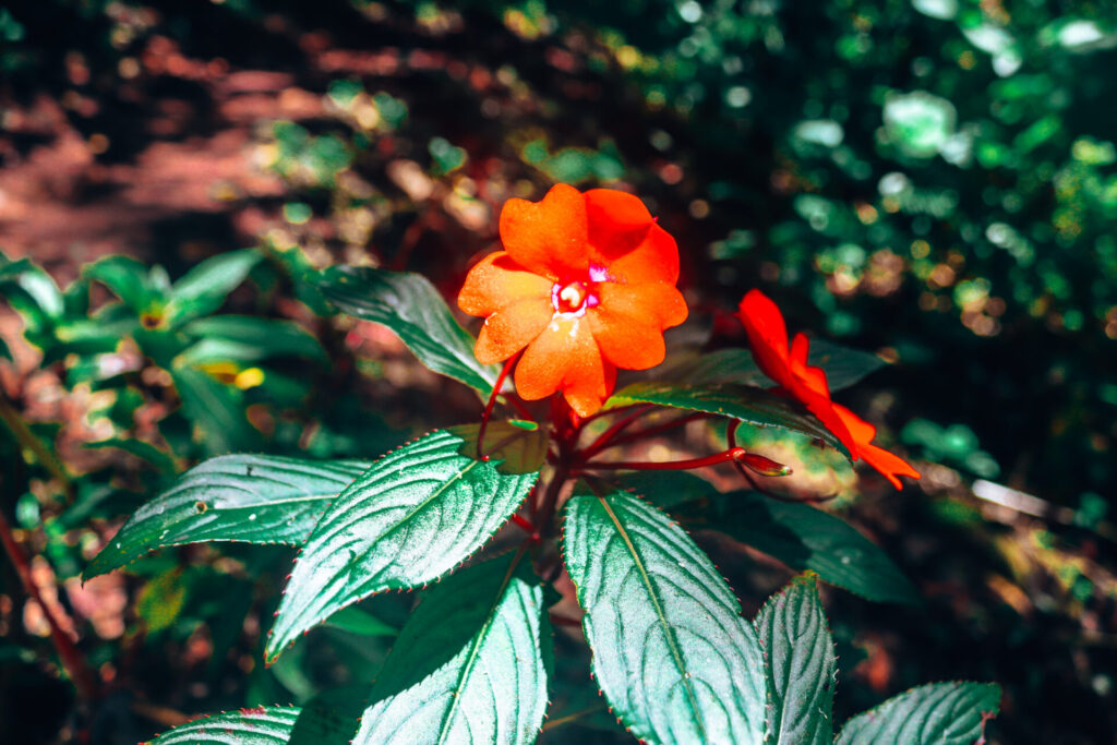 Red flower on the Lost Waterfalls Trail in Boquete, Panama