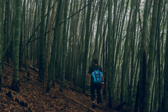 Misty bamboo forest in Sun Moon Lake, Taiwan