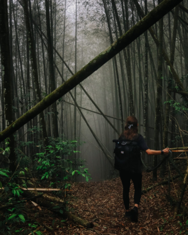 Misty bamboo forest in Sun Moon Lake, Taiwan