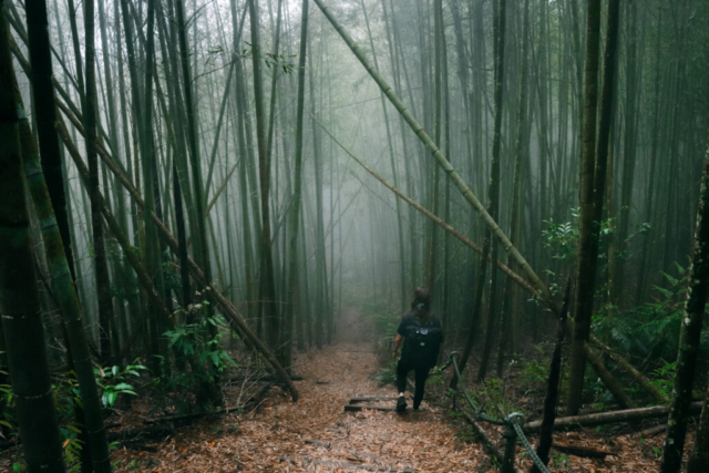 Misty bamboo forest in Sun Moon Lake, Taiwan