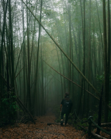 Misty bamboo forest in Sun Moon Lake, Taiwan