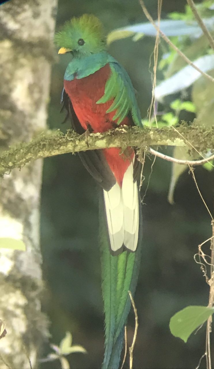 rare coloful Quetzal bird in Panama