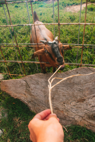 Goat on farm in Hualien, Taiwan