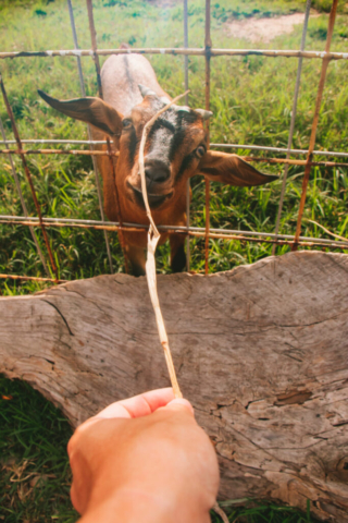 Goat on farm in Hualien, Taiwan