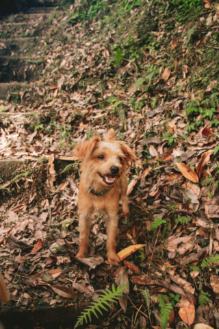 Cute puppy on trail in Taroko Gorge, in Taroko National Park, Hualien, Taiwan