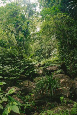 Lush forest in Taroko Gorge, in Taroko National Park, Hualien, Taiwan