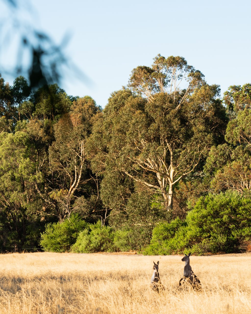 kangaroos in dunsborough