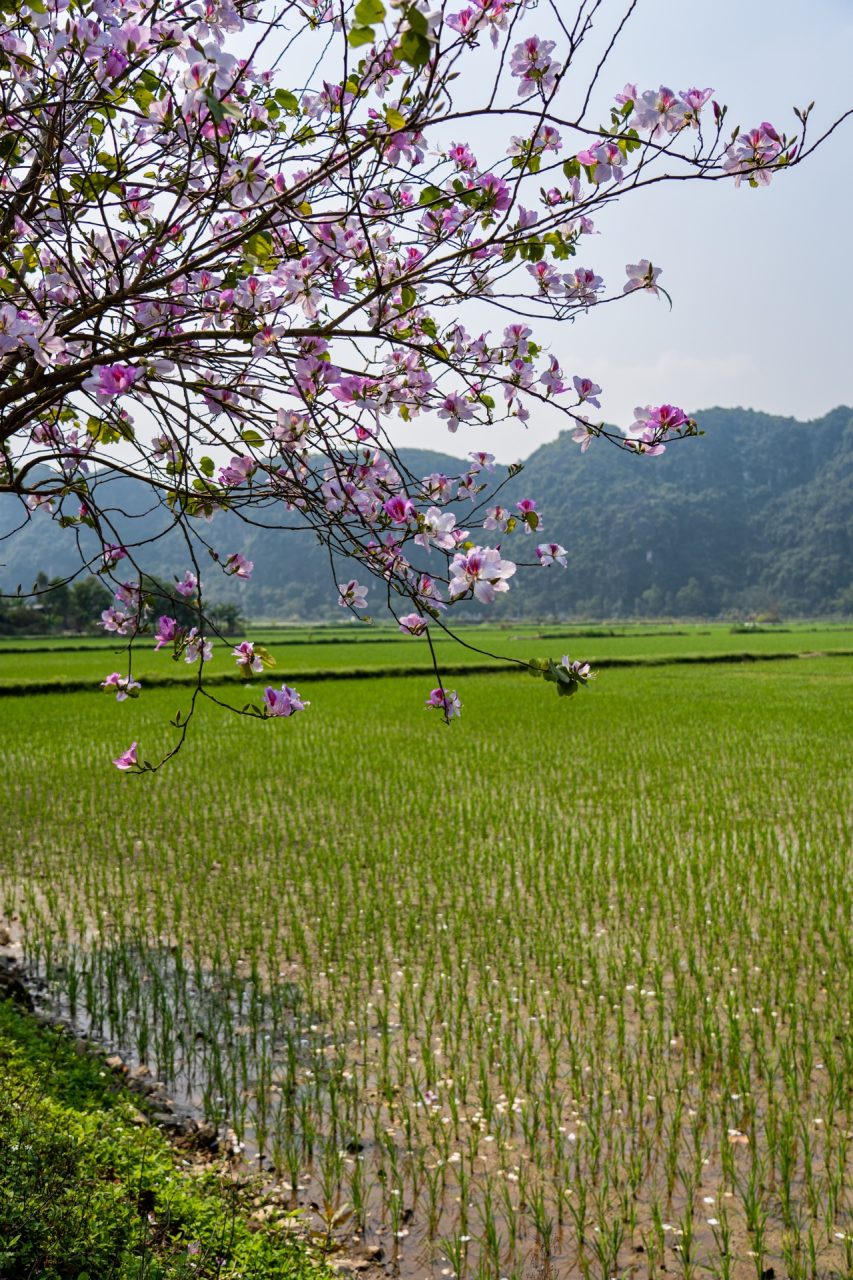 Ninh Binh rice fields, karst limestone mountains, cherry blossoms