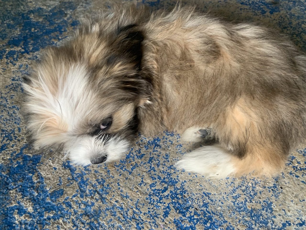 small puppy - shih tzu and husky mix