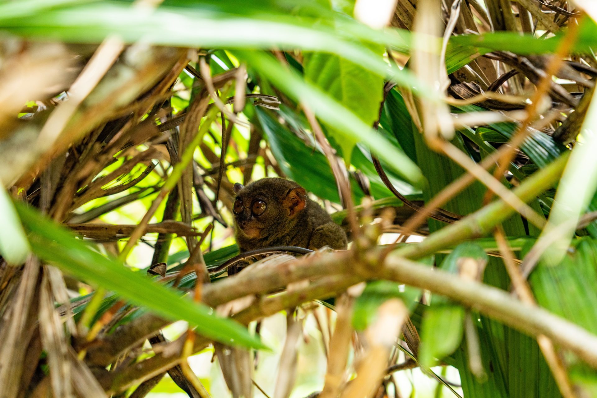 Tarsier in Bohol at Philippines Tarsier Sanctuary