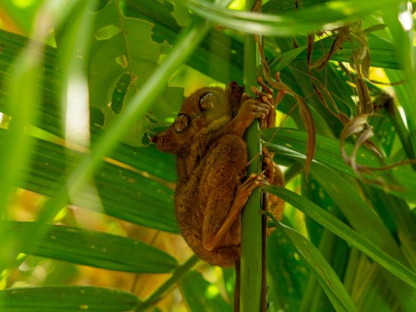 Tarsier in Bohol at Philippines Tarsier Sanctuary