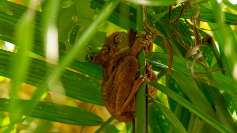 Tarsier in Bohol at Philippines Tarsier Sanctuary