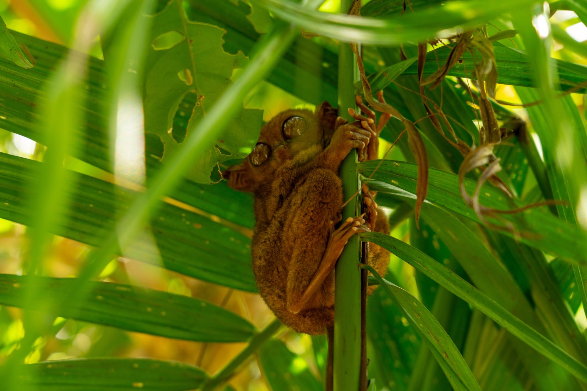 Tarsier in Bohol at Philippines Tarsier Sanctuary