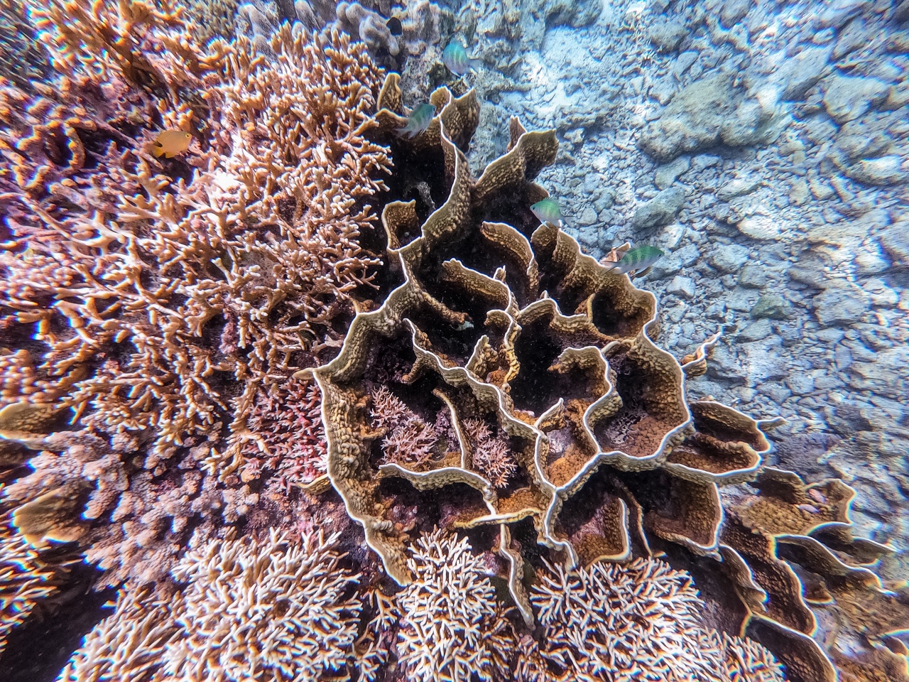 Sumilon Island coral reef underwater