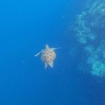 Sea turtle while snorkelling in Panglao, Bohol, Philippines