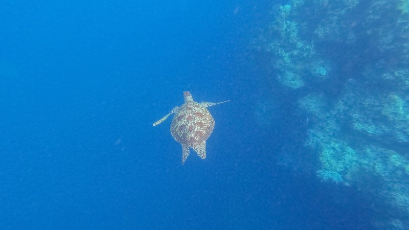 Sea turtle while snorkelling in Panglao, Bohol, Philippines