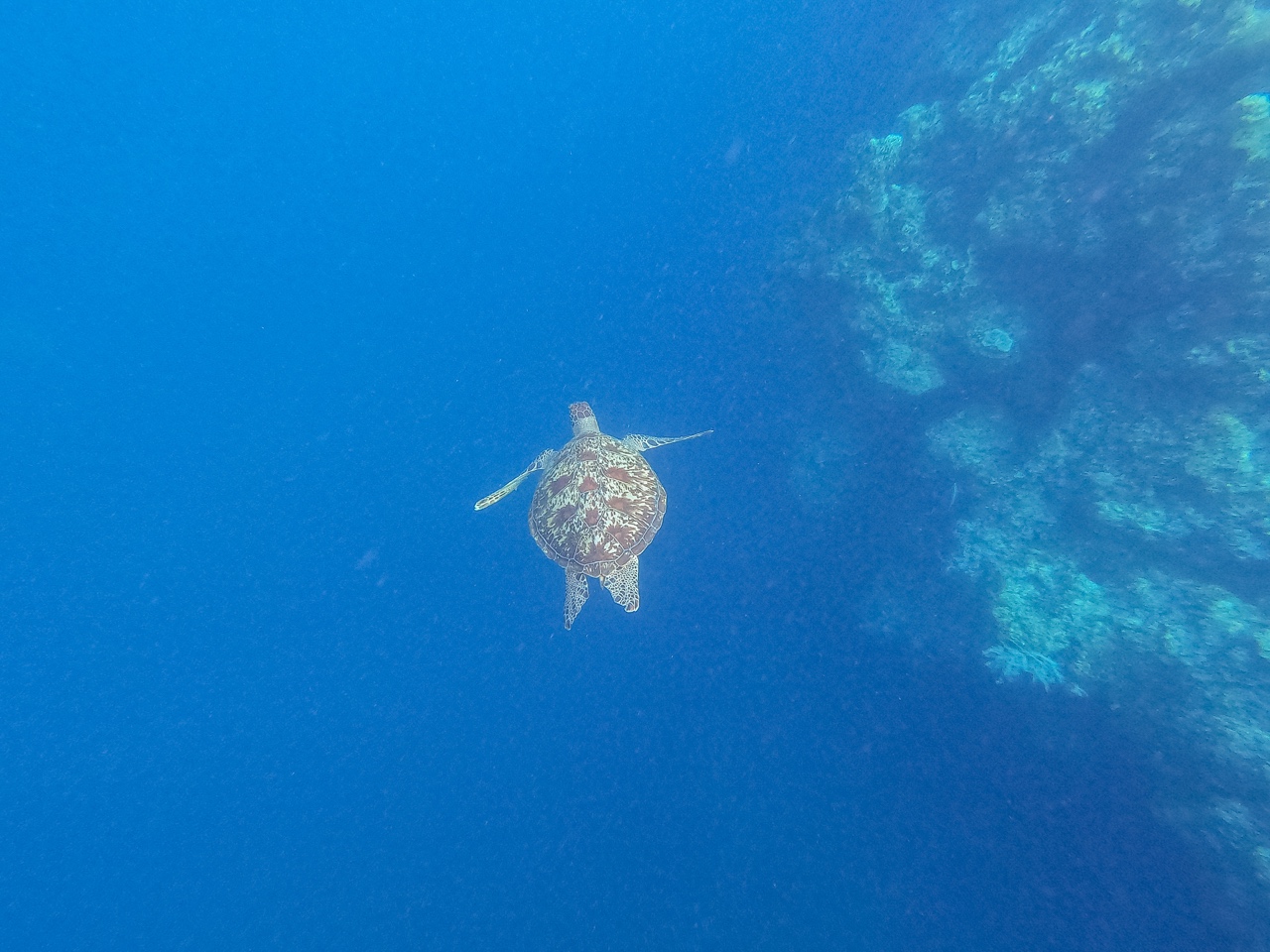 Sea turtle while snorkelling in Panglao, Bohol, Philippines