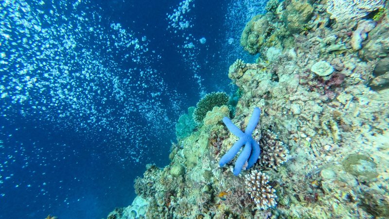 Napaling Reef Snorkeling Snorkelling Blue Starfish Coral Reef, Panglao, Bohol, Philippines