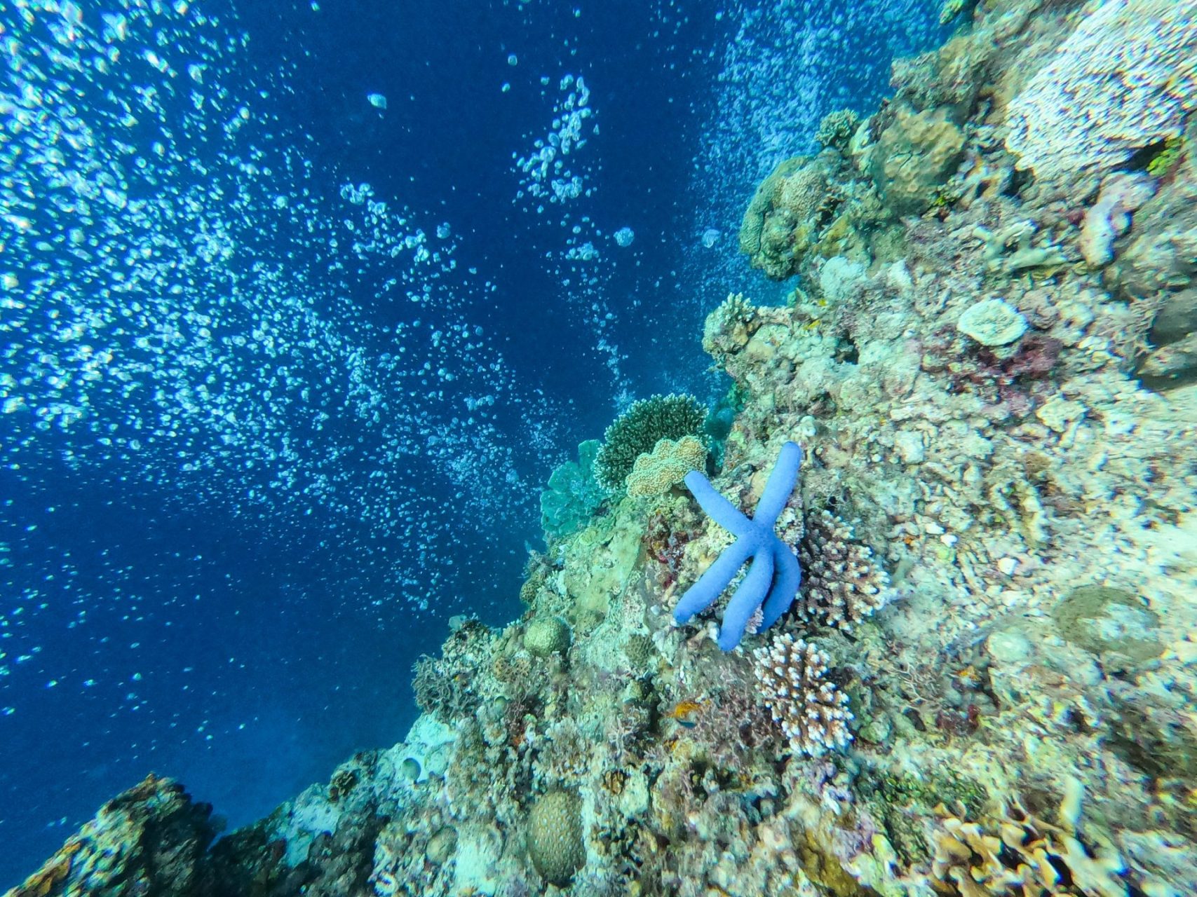 Napaling Reef Snorkeling Snorkelling Blue Starfish Coral Reef, Panglao, Bohol, Philippines