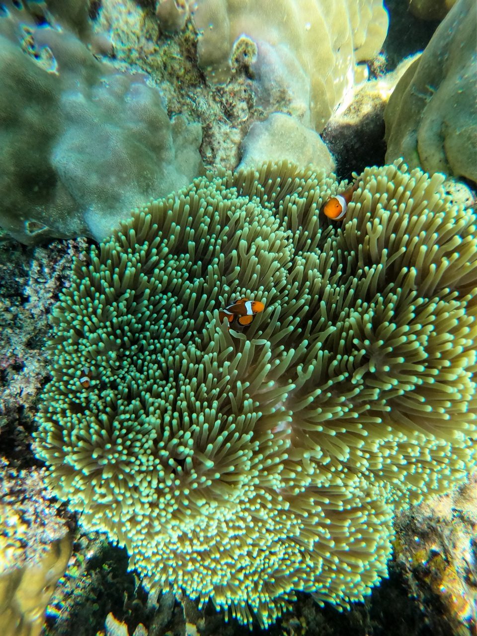 clown fish in anemone